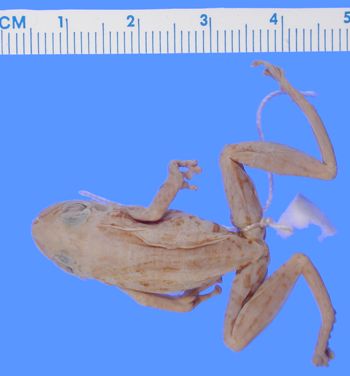 Media type: image; Herpetology A-1519